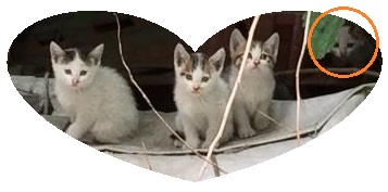 猫②