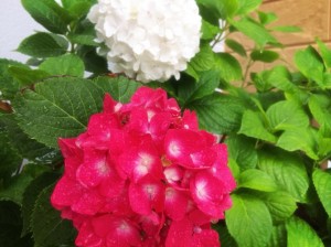 IMG_6369[1]
