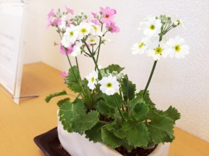 IMG_0958[1]