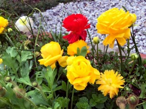 IMG_0959[1]