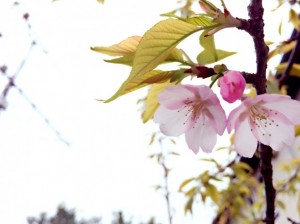 IMG_0961[1]