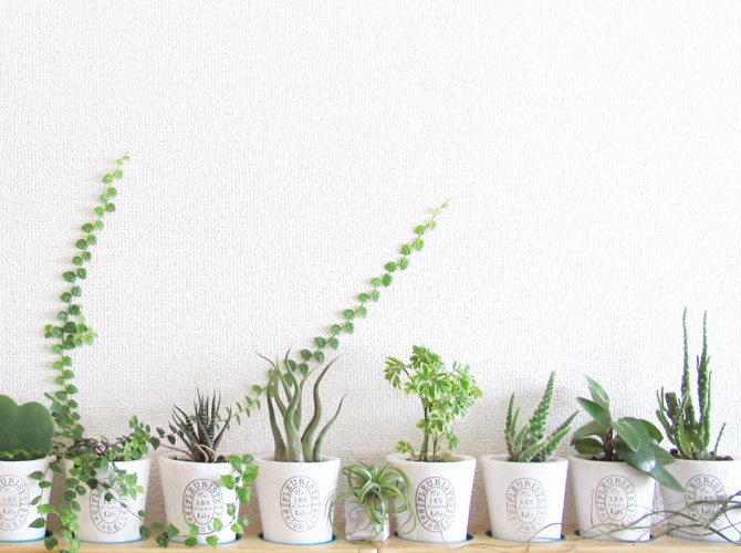 電気代無料の空気清浄機 観葉植物を置こう 静岡三島店のブログ 注文住宅のユニバーサルホーム