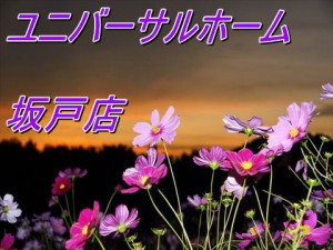 sakado41