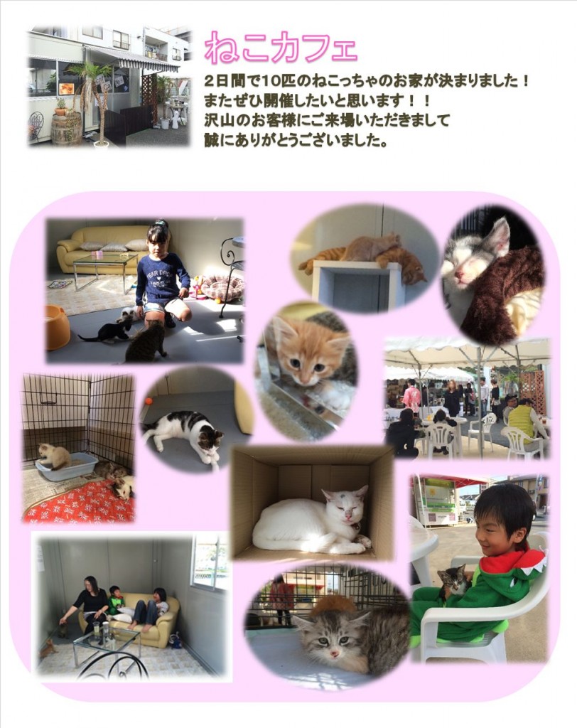 ねこ報告