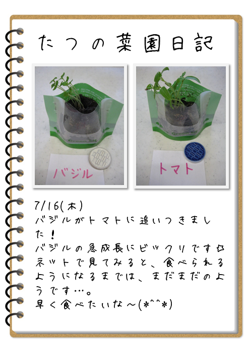 家庭菜園