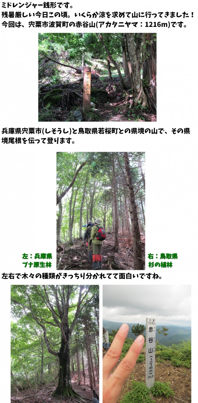 ミド1