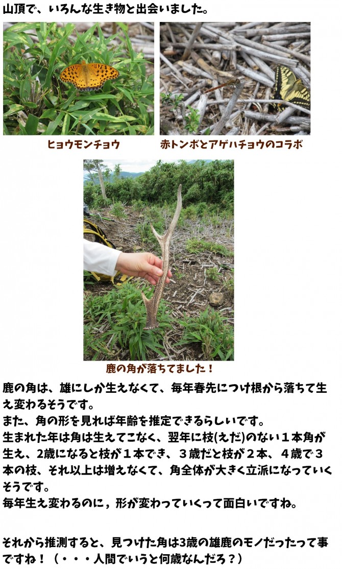 ミド3