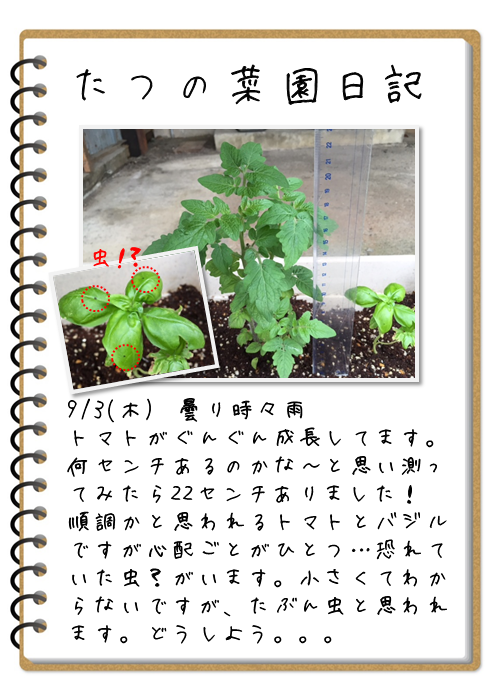 菜園日記