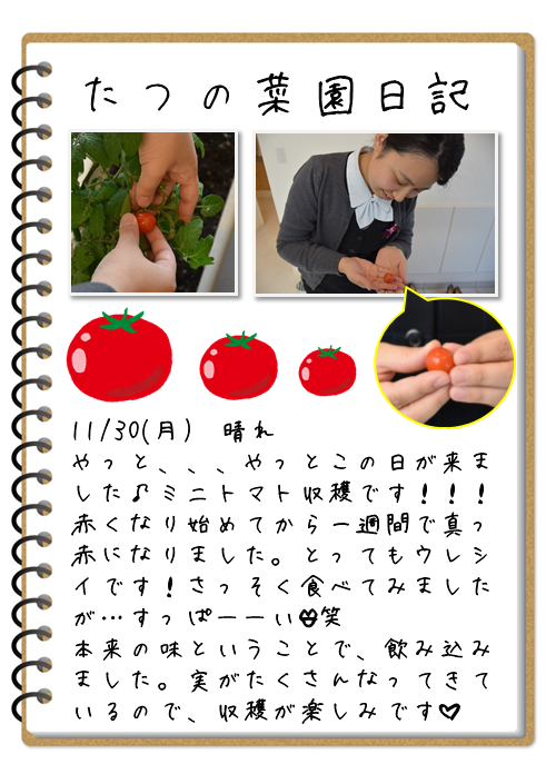 たつの菜園日記