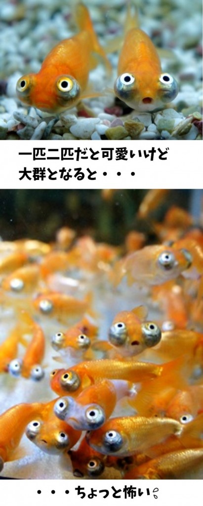 魚