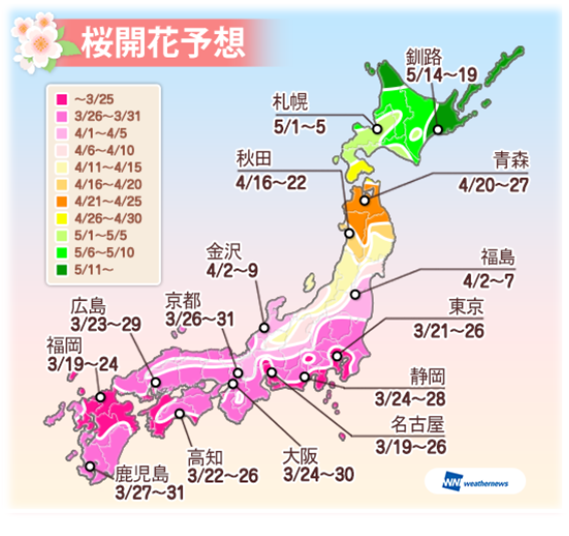 開花情報