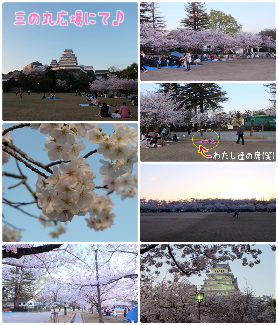花見1