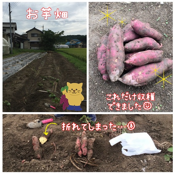 芋