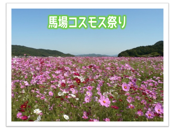 馬場コスモス祭り