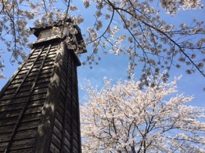 桜