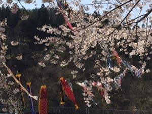 鯉のぼり