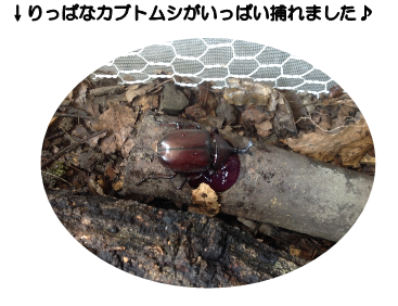 カブトムシ2