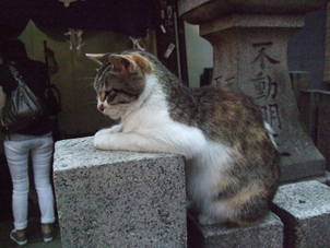 ネコ1