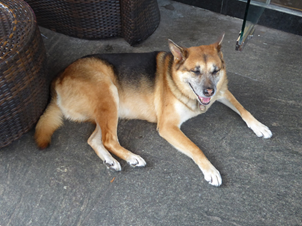犬