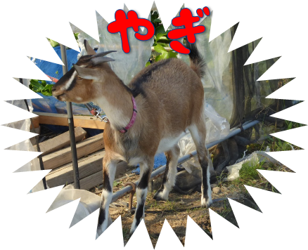 やぎ1