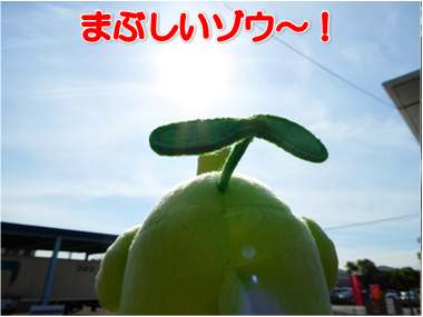 エコファント5