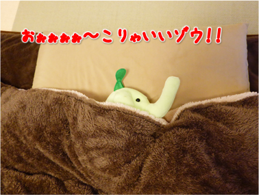 エコファント11