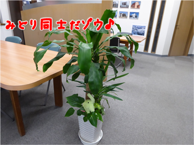 エコファント13