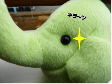 エコファント2