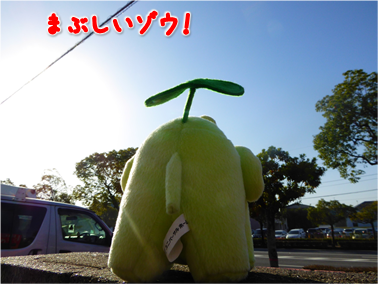 エコファント2