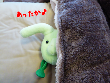 エコファント8