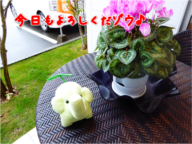 エコファント1
