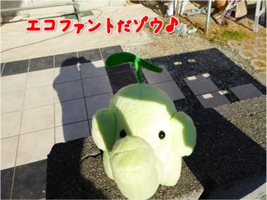 エコファント1