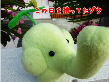 エコファント1