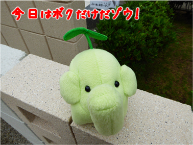 エコファント1