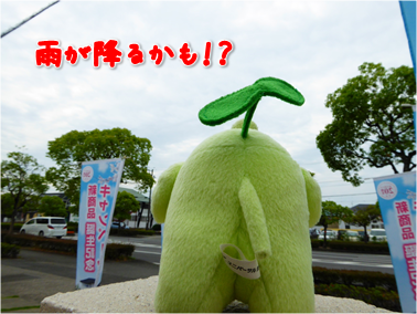 エコファント2
