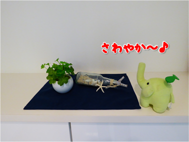 エコファント4