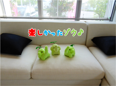 エコファント8