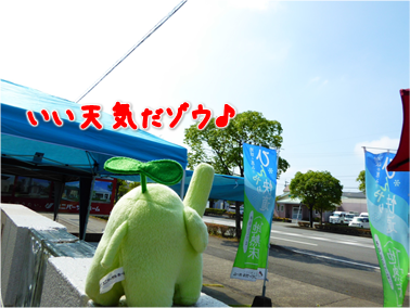 エコファント2