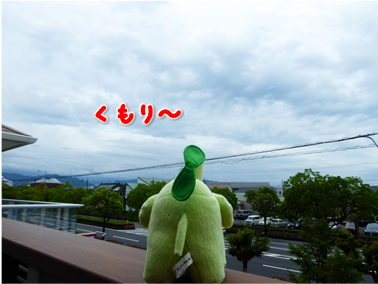 エコファント2
