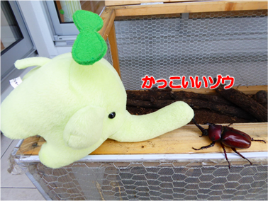 エコファント4