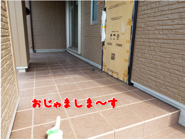 エコファント6