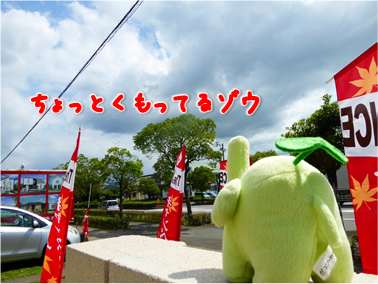 エコファント2