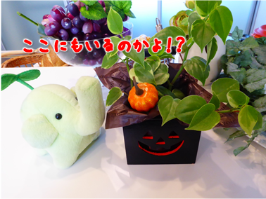 エコファント8