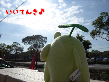 エコファント2
