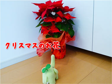 エコファント3