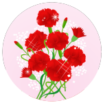 carnation05