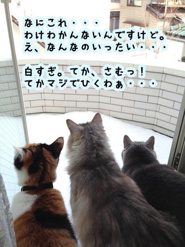 IMG_1594のコピー