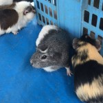 移動動物園