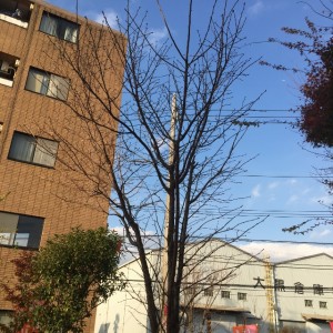 冬支度