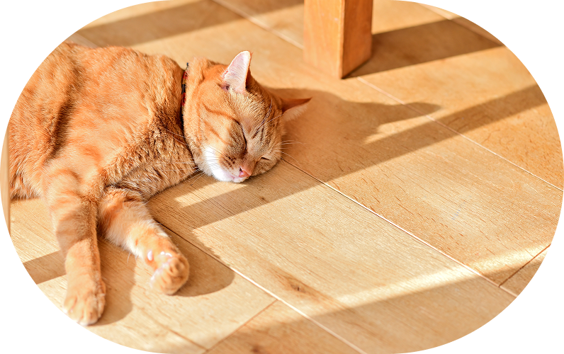 床暖房なのに無垢フローリング！？